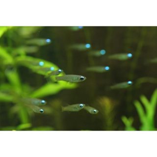 APLOCHEILICHTHYS NORMANI