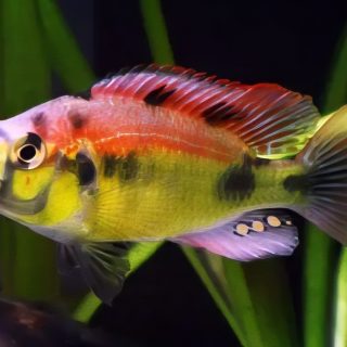 ASTATOTILAPIA AENEOCOLOR H. YELLOW BELLY