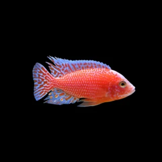 Aulonocara sp. Fire Fish