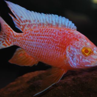 PAREJA AULONACARA RED DRAGON ALBINA