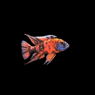 Aulonocara Mármol | Aulonocara Ob