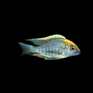 Aulonocara maylandi | Aulonocara maylandi