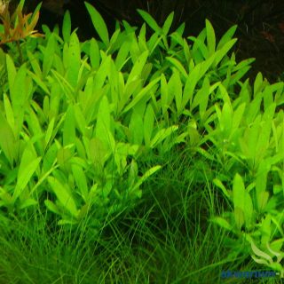 HYGROPHILA SIAMENSIS 53 B POT