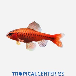 Barbo Cereza  💎HQF💎