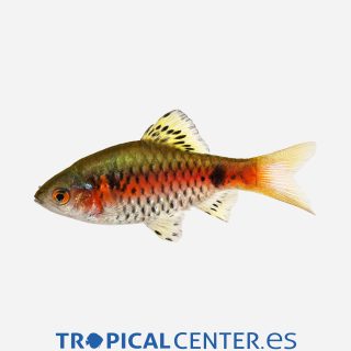 Barbo odessa 💎HQF💎