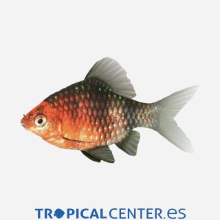 Barbo rubí negro 💎HQF💎