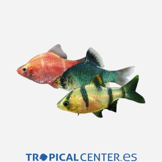 Barbo tetrazona Surtido