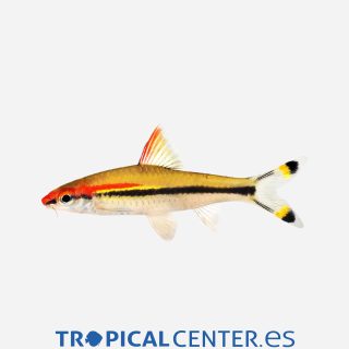 Barbo torpedo de línea roja