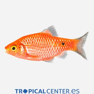 Barbo rosado Cola negra 💎HQF💎