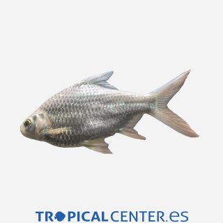 Barbo Tinfoil Albino