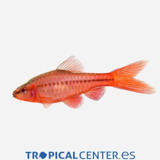 Barbo cereza Velo 💎HQF💎