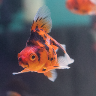 Bailarina Riunky Calica