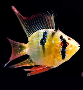 PAPILOCHROMIS RAMIREZI BALON VELO