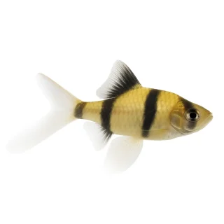 Barbo Tetrazona Velo | Puntigrus tetrazona ~