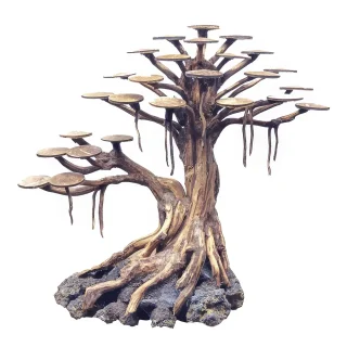 Bonsai Rasamala XS 20 cm