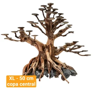 Bonsai Kyoto XL 50 cm copa central