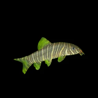 Botia estriada | Botia striata