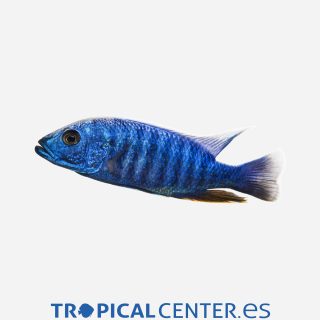 Haplochromis Ahli