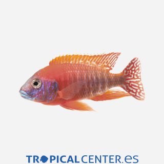 Aulonocara pavo real Rojo