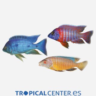 Aulonocara  Surtido 💎HQF💎