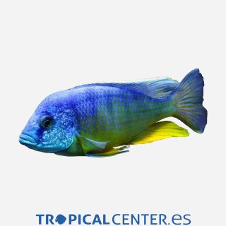 Aulonocara nyassae Azul