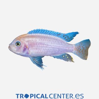 Mbuna zebra Azul Cobalto