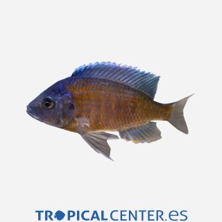 Haplochromis borleyi Cola roja