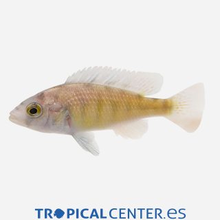Haplochromis sp CH44