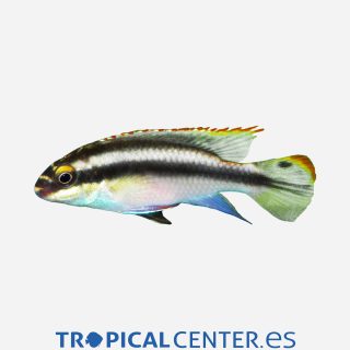 Kribensis 💎HQF💎