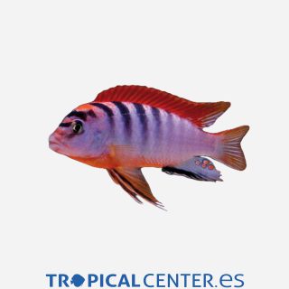 Labidochromis hongi Red top 💎HQF💎