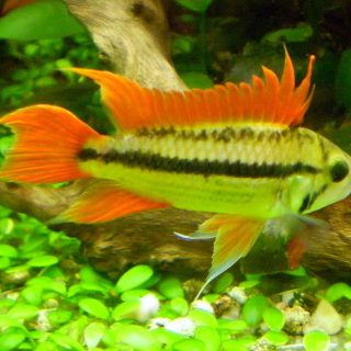 APISTOGRAMMA CACATUOIDES NARANJA