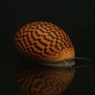 Caracol Tigre Neritina sp.