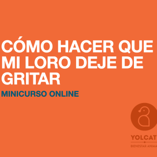 CÓMO HACER QUE MI LORO DEJE DE GRITAR – MINICURSO ONLINE