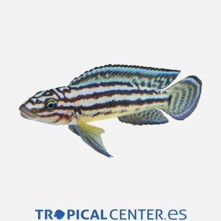 Juli marlieri 💎HQF💎