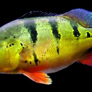 CICHLA MONOCULUS