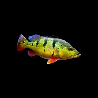 Cichla monoculus | Cichla monoculus