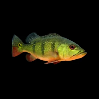 Cichla ocellaris | Cichla ocellaris