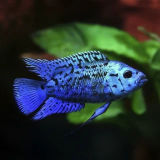 Jack Dempsey azul eléctrico | Cichlasoma sp.