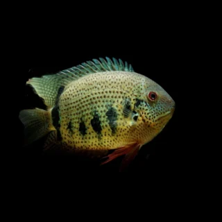 Cíclido Heros Notatus | Cichlasoma (Heros) notatus