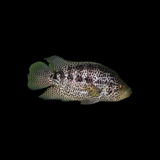 Cíclido Managuense | Cichlasoma managuense