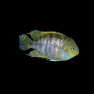 Cíclido Sajica | Cichlasoma sajica