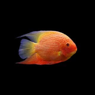 Cichlasoma severum oro puntos rojos | Cichlosoma Heros severus