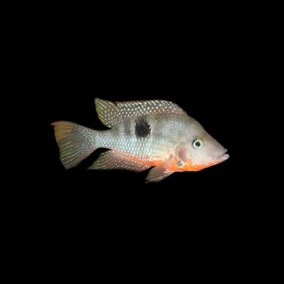 Cíclido boca de fuego | Cichlasoma meeki