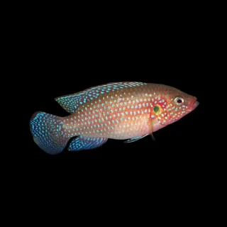 Cíclido joya azul | Hemichromis bimaculatus