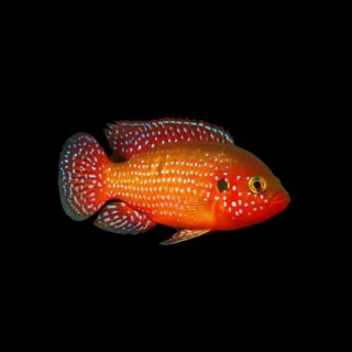 Cíclido Joya Roja | Hemichromis lifalili