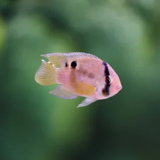 Cíclido Ojo de Cerradura | Aequidens maronii