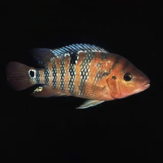 Cíclido Terror Rojo | Cichlasoma festae