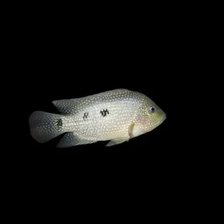 Cíclido Texas | Cichlasoma cyanoguttatum