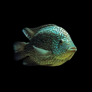 Cíclido Texas Verde | Cichlasoma carpintis