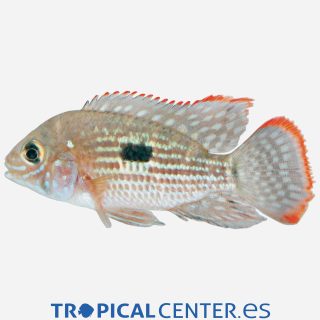 Cíclido terror verde